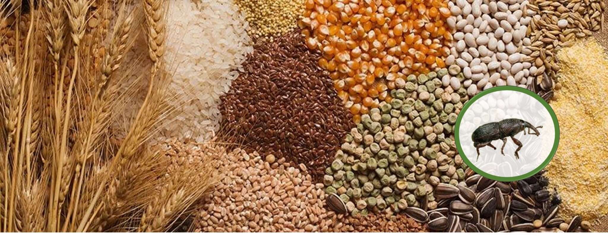 Grains & Cereals Insect Treatment