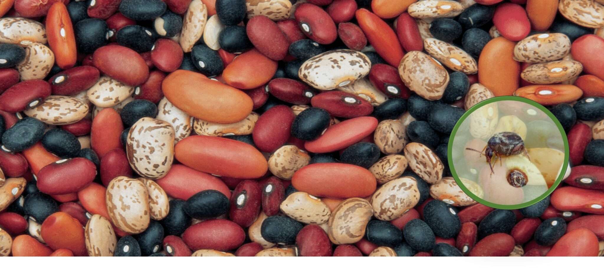 Legumes & Beans Insect Treatment