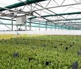 Ultra Low Oxygen _ULO- CATT behandeling-bloembollen-duurzaam-residuvrij-tulpengalmijt-bcat -bollenbewaarcel-behandelingen